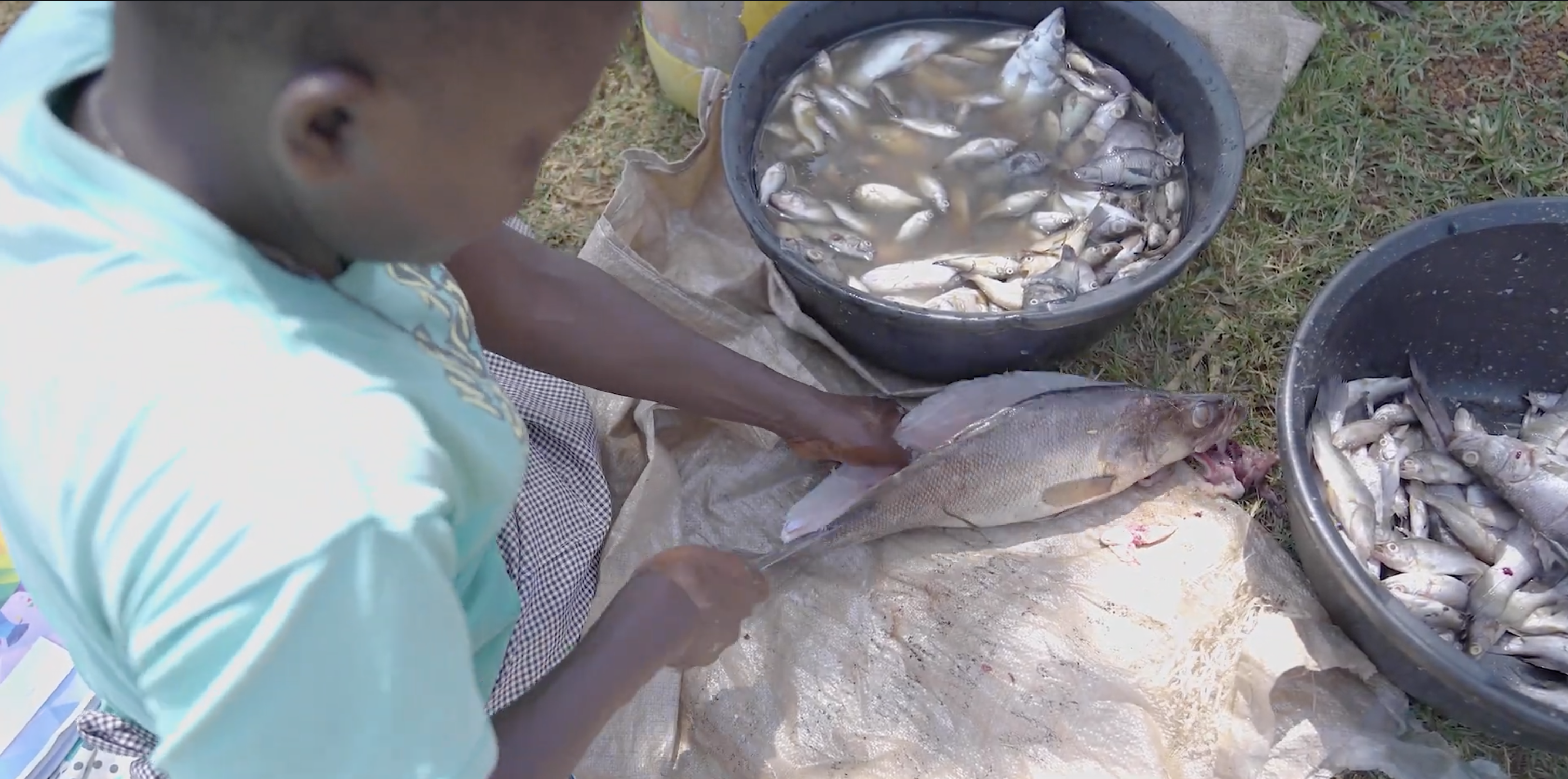 Fish processing at GreatLakes Feeds